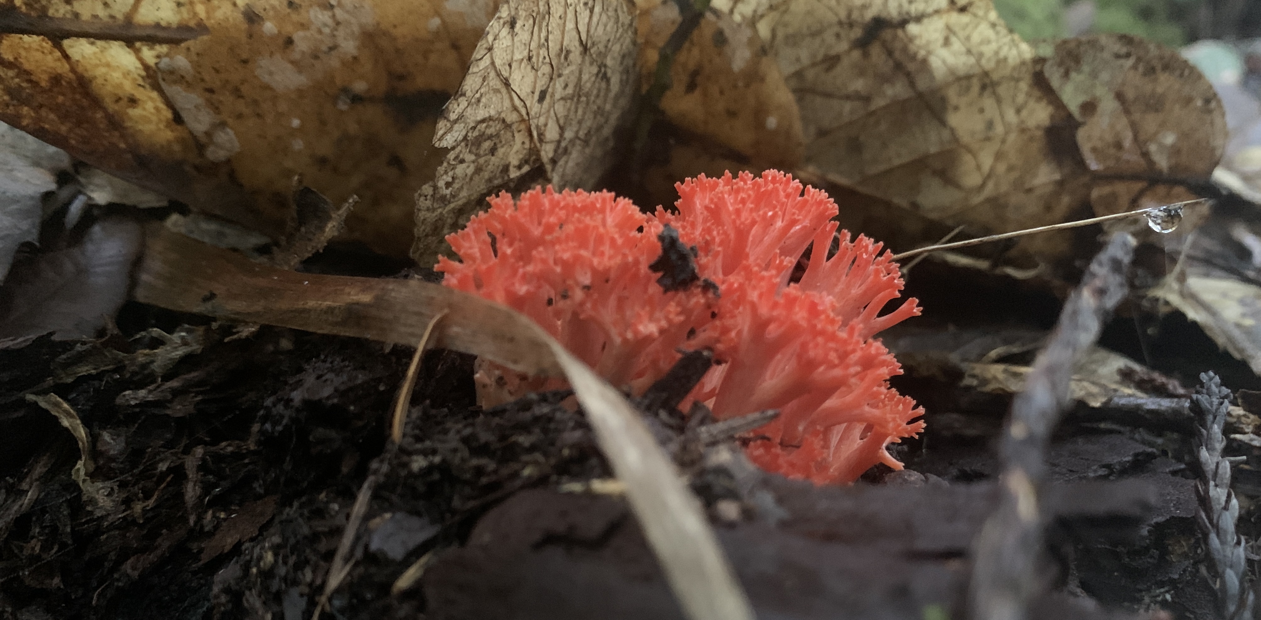 Peeky Ramaria fungi