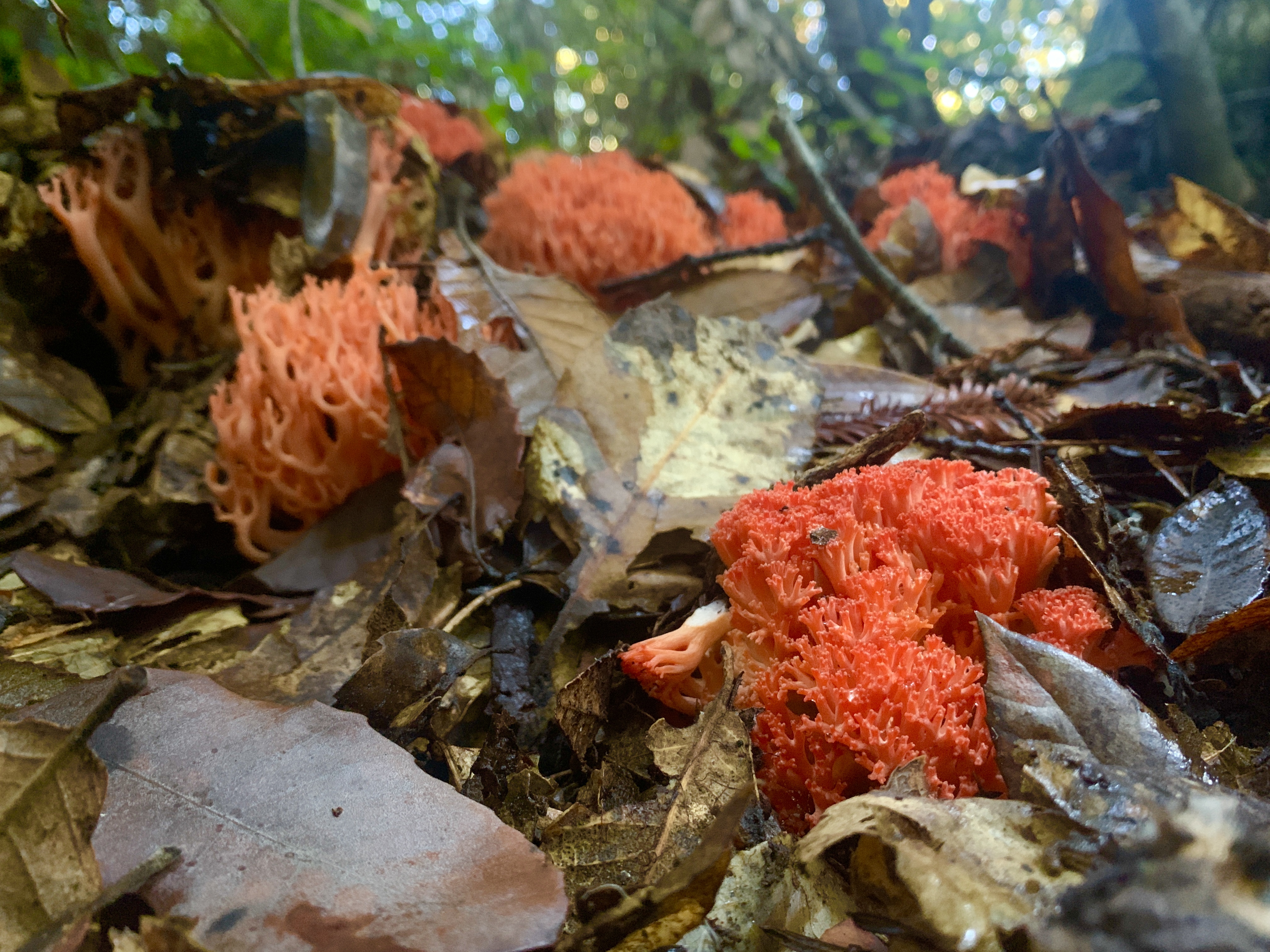 Pink Ramaria fungi